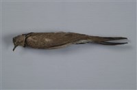 藏品(斑頸鳩)的圖片